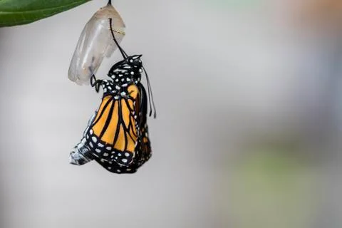 Monarch butterfly eclosing light background (1) Stock Photos