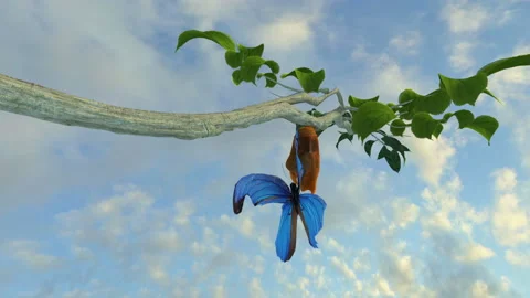 Monarch butterfly emerges from the chrysalis animation Stock Footage