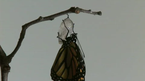 Monarch Butterfly Emerges from Chrysalis REAL TIME (8 of 8) Stock Footage