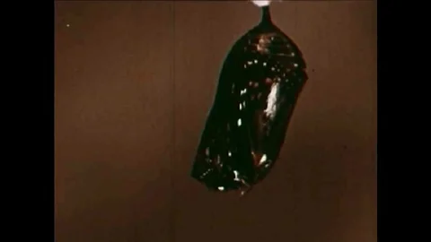A monarch butterfly emerges from its cocoon. Stock Footage 100615461