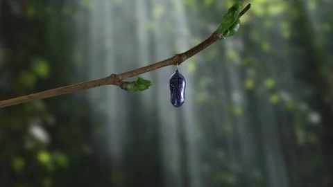 A monarch butterfly emerging from chrysalis in dramatic woods Stock Footage
