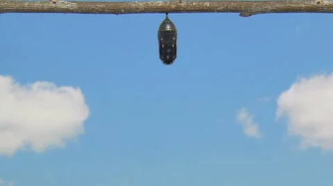 Monarch Butterfly Emerging from a Chrysalis Stock Footage