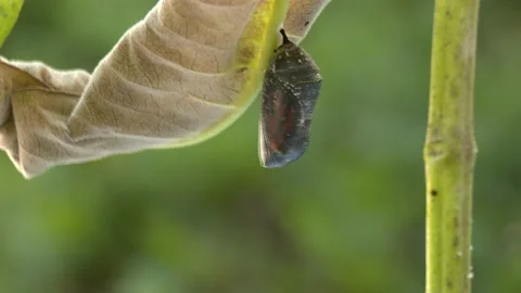 Monarch butterfly, emerging from chrysalis, late Summer, E USA Stock Footage 159161448
