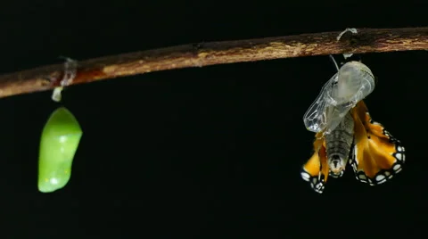 Monarch butterfly emerging from cocoon on black background