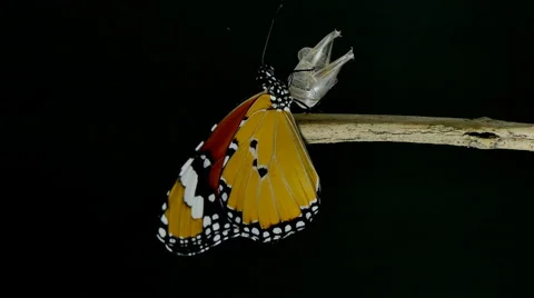 Monarch butterfly emerging from cocoon on black background Stock Footage