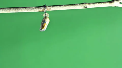 Monarch Butterfly Emerging from cocoon 스톡 동영상 36473862