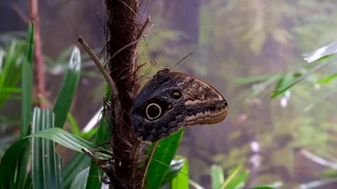 Monarch butterfly emerging from cocoon, spreading its beautiful wings and flying Stock Footage 265535605