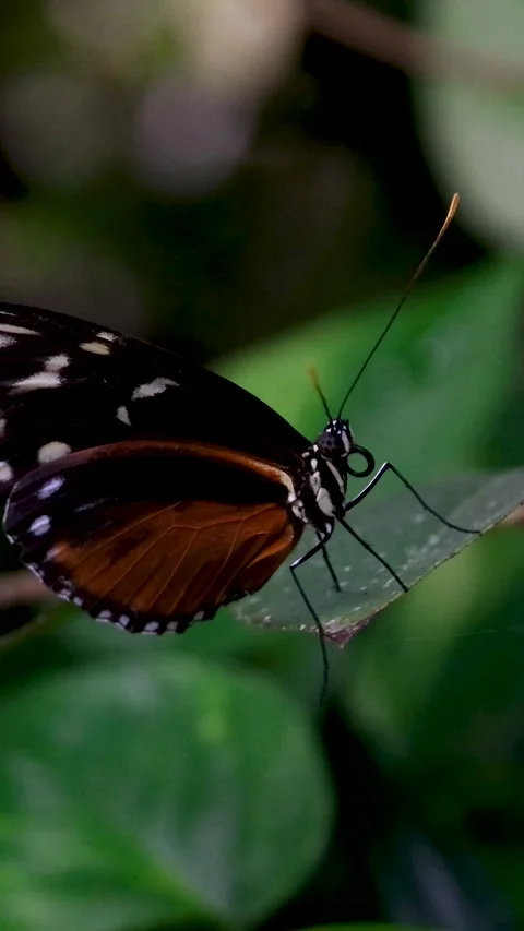 Monarch butterfly emerging from cocoon, spreading its beautiful wings and flying Stock Footage 265539416
