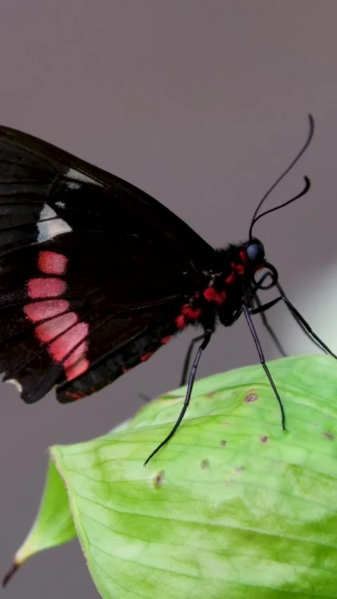 Monarch butterfly emerging from cocoon, spreading its beautiful wings and flying Stock Footage 265539541