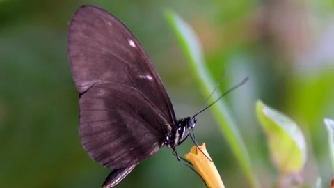 Monarch butterfly emerging from cocoon, spreading its beautiful wings and flying Stock Footage 265539614