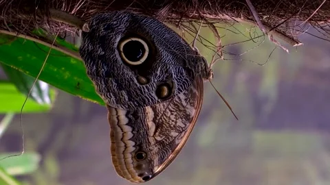 Monarch butterfly emerging from cocoon, spreading its beautiful wings and flying Stock Footage 265539650