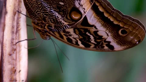 Monarch butterfly emerging from cocoon, spreading its beautiful wings and flying Stock Footage 265539773