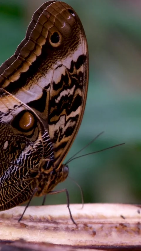 Monarch butterfly emerging from cocoon, spreading its beautiful wings and flying Stock Footage 265539899