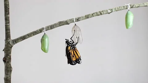 Monarch butterfly emerging from its chrysalis Stock Footage
