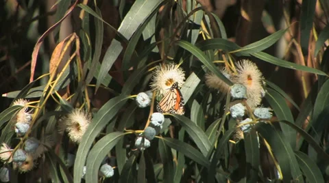 Monarch Butterfly in Eucalyptus tree 스톡 동영상 37586127