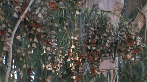 Monarch Butterfly in Eucalyptus tree 스톡 동영상 37586155