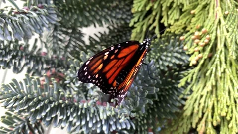 Monarch butterfly on evergreens Stock Footage 169095002