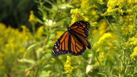 Monarch Butterfly Fall Migration Stock Footage 317419467