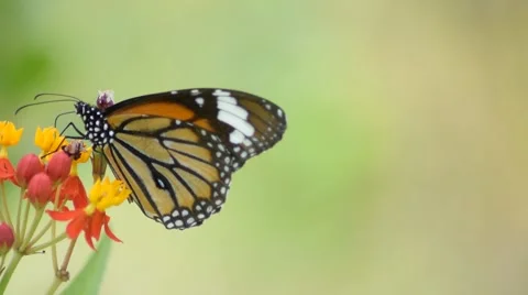 Monarch butterfly feeding Stock Footage