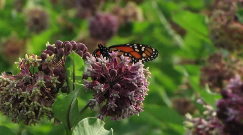 Monarch Butterfly Feeding on Milkweed Nectar Vidéo gratuite 27254996