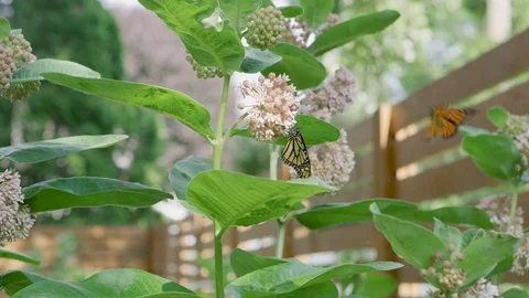 Monarch Butterfly Feeding on Milkweed while a second butterfly flies in Video stock 112087758