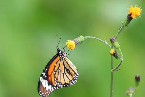 Monarch butterfly feeding nectar from tiny flowers Stock Photos