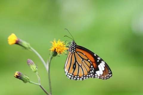 Monarch butterfly feeding nectar from tiny flowers Stock Photos
