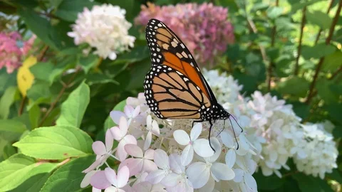 Monarch Butterfly Feeding on White Hydrangea Flowers Close Up Stock Footage 119986908