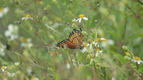 Monarch Butterfly in field Stock Footage 32187214