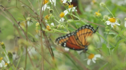 Monarch Butterfly in field handheld Stock Footage 32187211