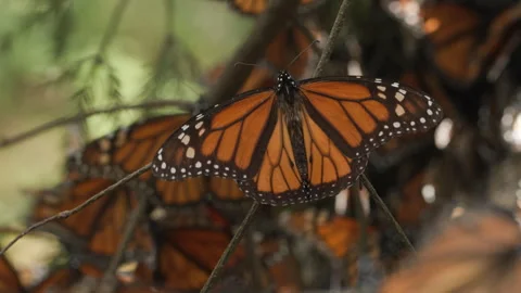 Monarch butterfly flapping its wings while resting on a branch at the Stock Footage 243273319