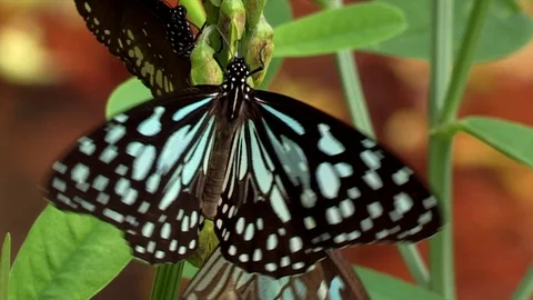Monarch Butterfly Flapping the Wings Video stock 86735416
