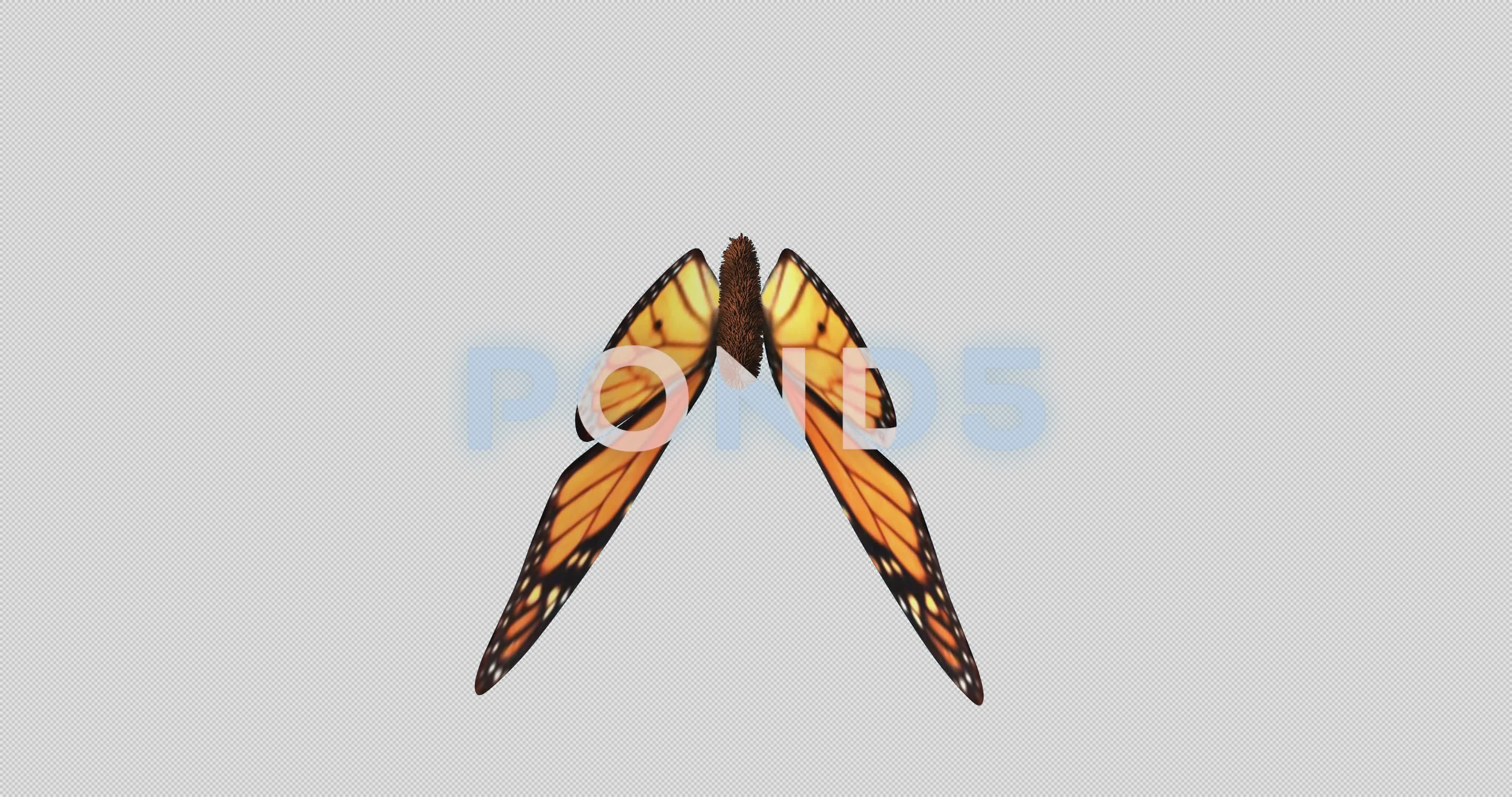 Monarch butterfly flapping wings gracefu... | Stock Video | Pond5