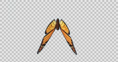 Monarch butterfly flapping wings gracefully in slow motion 库存影片 68104591