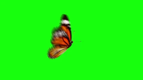 Monarch Butterfly Flapping Wings on Green Screen Stock Footage 279908217