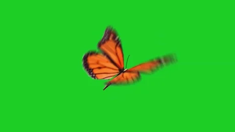 Monarch butterfly flapping wings on green screen background for nature projects Stock Footage 329964827