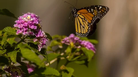 Monarch Butterfly Flapping Wings Slow Motion 1500fps Lantana Flower Stock-Footage 92884788