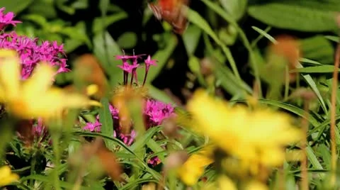 Monarch Butterfly on Flower Bed Stock Footage 8986343