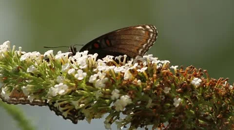 Monarch Butterfly on flower Stock Footage 11664067