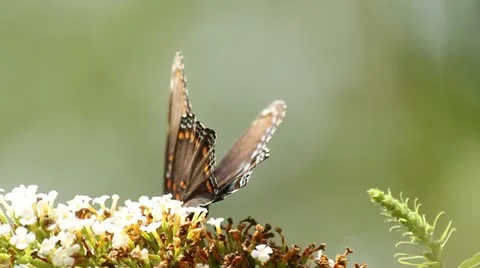 Monarch Butterfly on Flower Stock Footage 11680254