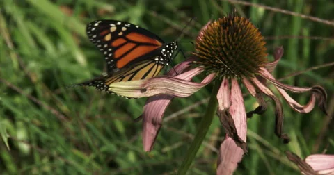 Monarch butterfly on a flower Stock Footage 41661489