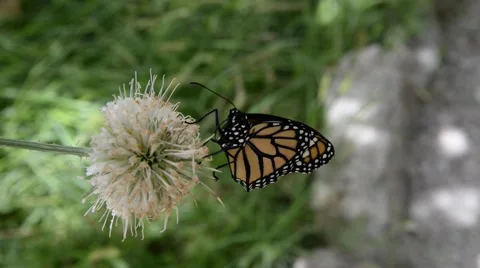 Monarch Butterfly on flower. Vídeo Stock 48714045