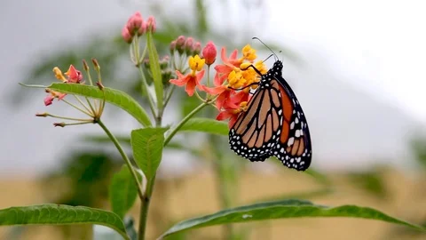Monarch Butterfly on a Flower Stock Footage 89237695