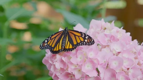 Monarch Butterfly on Flower Video stock 112095893