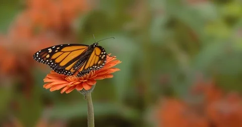 Monarch butterfly on a flower Vídeo Stock 112358797