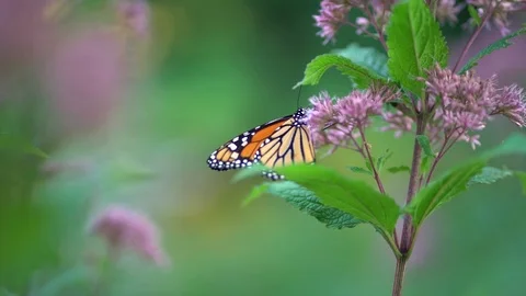 Monarch Butterfly on Flower 動画素材 126115934