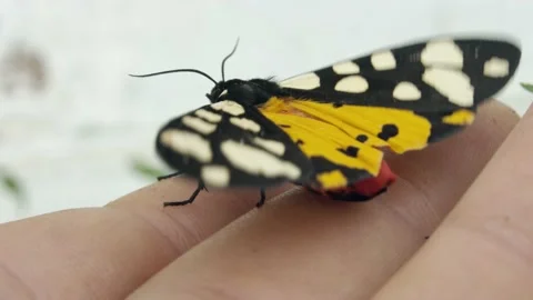 Monarch Butterfly on flower Stock Footage 133578677