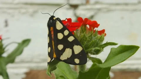 Monarch Butterfly on flower Stock Footage 133578762