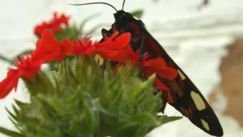 Monarch Butterfly on flower Stock Footage 133579001