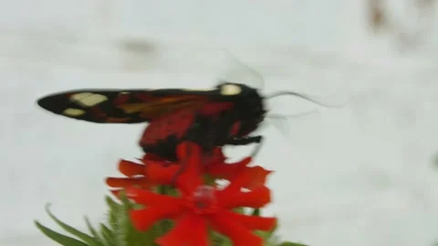 Monarch Butterfly on flower Stock Footage 133579050